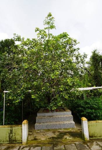 Bola-Garodi-9